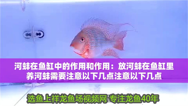 河蚌在魚缸中的作用和作用：放河蚌在魚缸里養(yǎng)河蚌需要注意以下幾點(diǎn)注意以下幾點(diǎn)