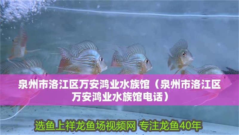 泉州市洛江區(qū)萬安鴻業(yè)水族館（泉州市洛江區(qū)萬安鴻業(yè)水族館電話）