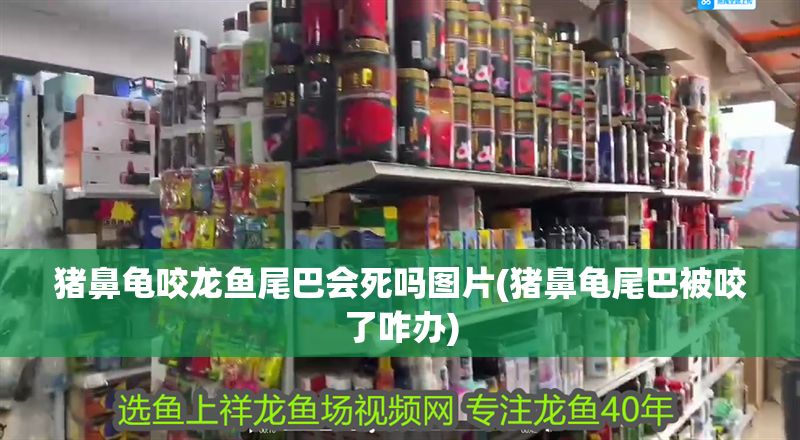 豬鼻龜咬龍魚尾巴會死嗎圖片(豬鼻龜尾巴被咬了咋辦)