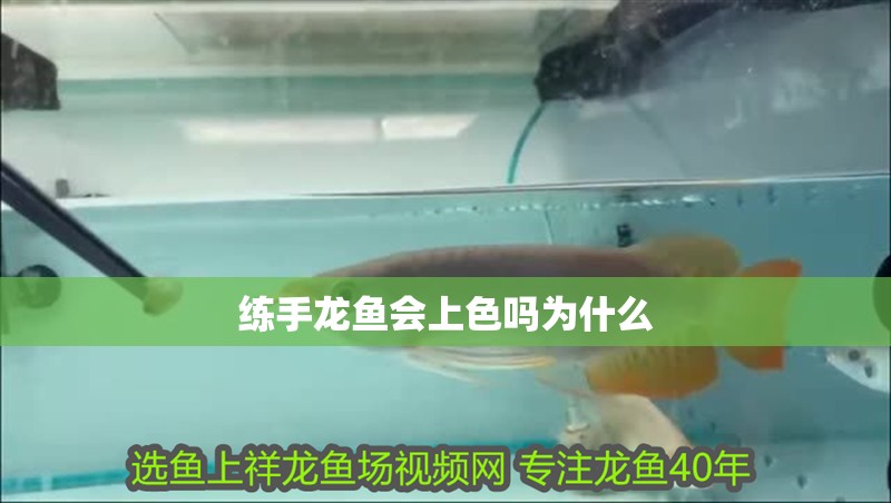 練手龍魚會上色嗎為什么
