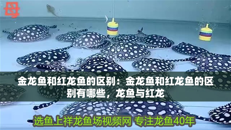 金龍魚和紅龍魚的區(qū)別：金龍魚和紅龍魚的區(qū)別有哪些，龍魚與紅龍