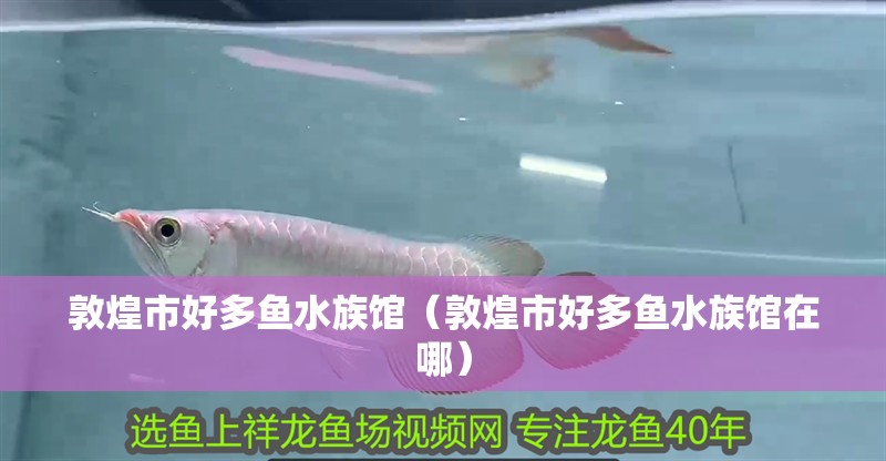 敦煌市好多魚水族館（敦煌市好多魚水族館在哪）
