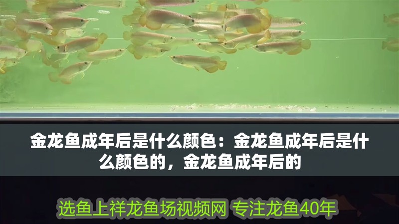 金龍魚成年后是什么顏色:金龍魚成年后是什么顏色的,金龍魚成年后的 水族問答 金龍魚成年后是什么顏色:金龍魚成年后是什么顏色的,金龍魚成年后的 金龍魚成年后是什么顏色:金龍魚成年后是什么顏色的,金龍魚成年后的 水族問答