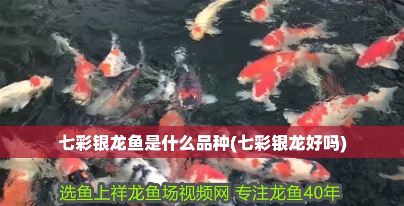 七彩銀龍魚是什么品種(七彩銀龍好嗎)