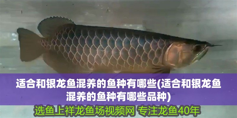 適合和銀龍魚混養的魚種有哪些(適合和銀龍魚混養的魚種有哪些品種)