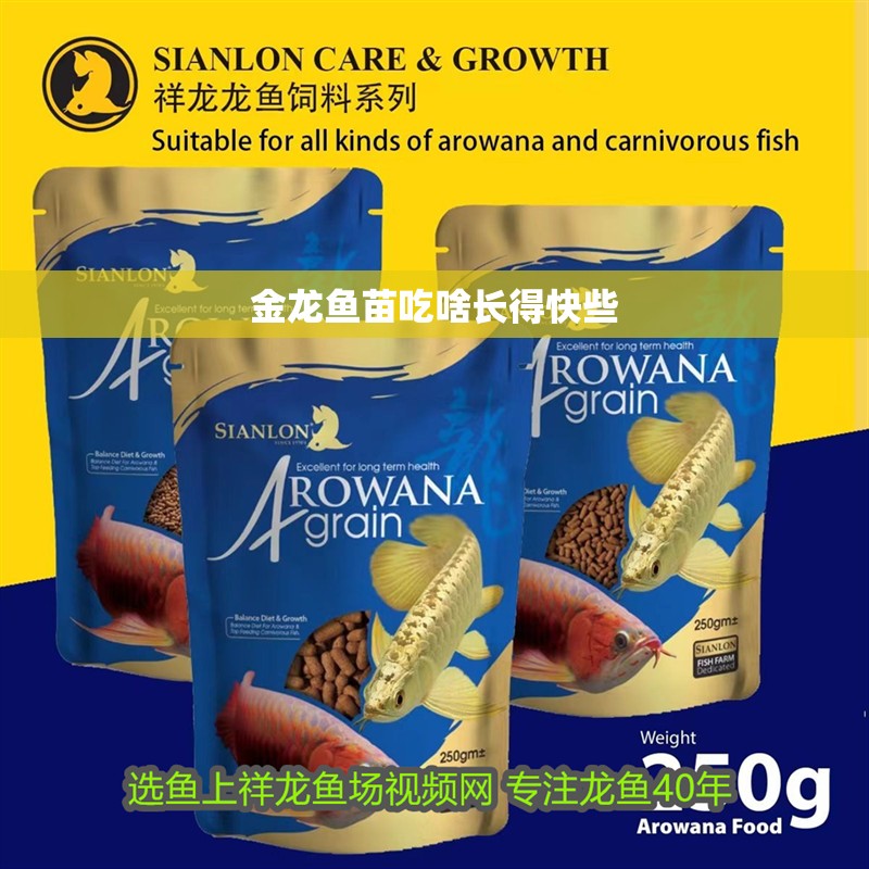 金龍魚苗吃啥長得快些