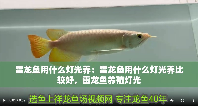 雷龍魚(yú)用什么燈光養(yǎng)：雷龍魚(yú)用什么燈光養(yǎng)比較好，雷龍魚(yú)養(yǎng)殖燈光