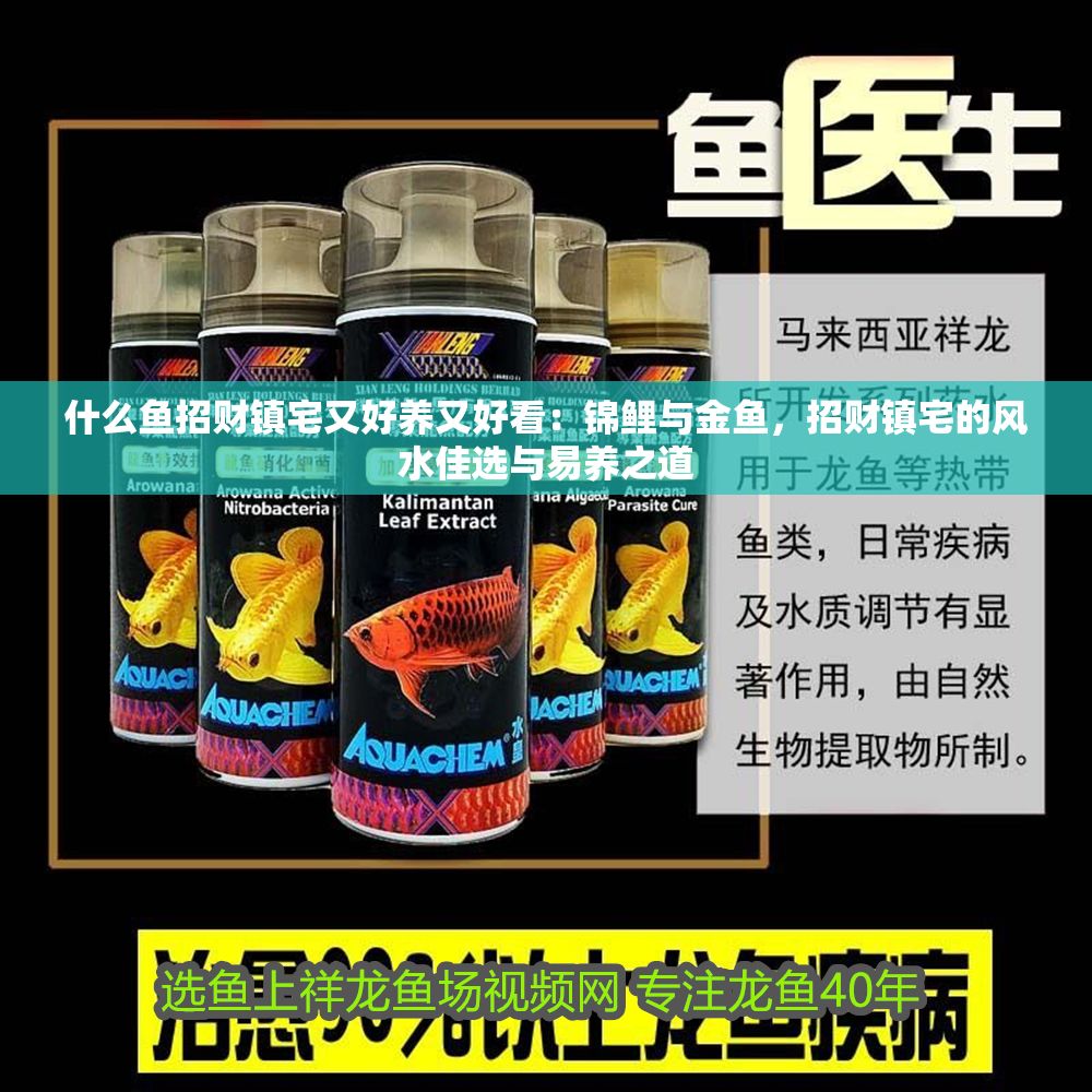 什么魚(yú)招財(cái)鎮(zhèn)宅又好養(yǎng)又好看：錦鯉與金魚(yú)，招財(cái)鎮(zhèn)宅的風(fēng)水佳選與易養(yǎng)之道