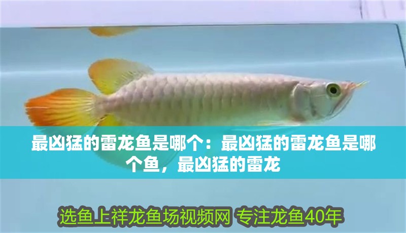 最兇猛的雷龍魚是哪個：最兇猛的雷龍魚是哪個魚，最兇猛的雷龍 最兇猛的雷龍魚是哪個：最兇猛的雷龍魚是哪個魚，最兇猛的雷龍 水族問答