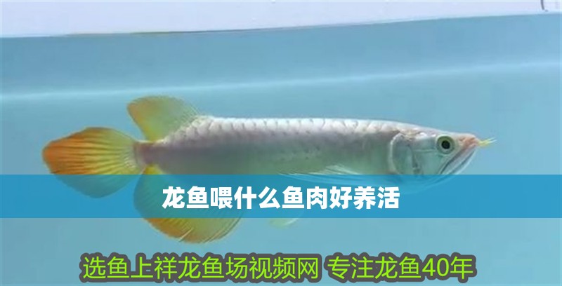 龍魚喂什么魚肉好養活 龍魚百科 龍魚喂什么魚肉好養活 龍魚喂什么魚肉好養活 龍魚百科