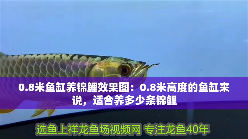 0.8米魚缸養錦鯉效果圖：0.8米高度的魚缸來說，適合養多少條錦鯉