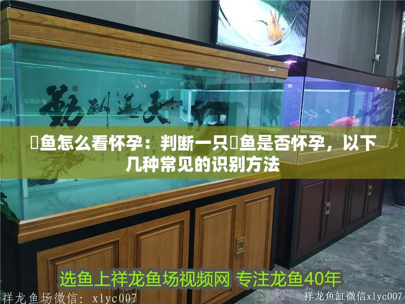 魟魚怎么看懷孕：判斷一只魟魚是否懷孕，以下幾種常見的識別方法