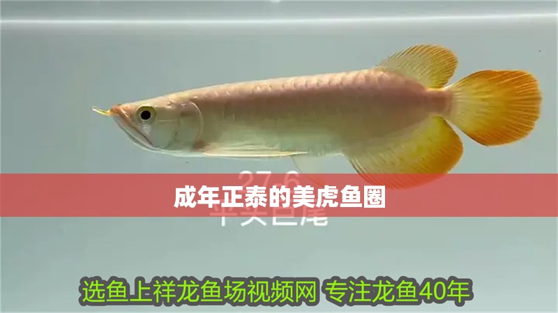 成年正泰的美虎魚圈 成年正泰的美虎魚圈 虎魚百科