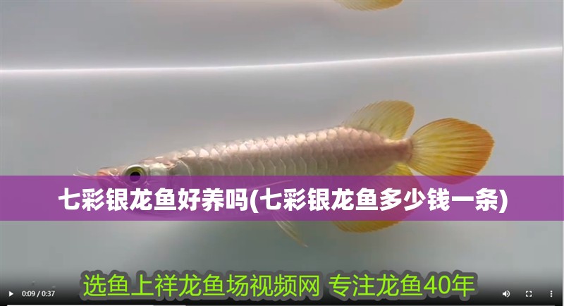 七彩銀龍魚好養嗎(七彩銀龍魚多少錢一條)