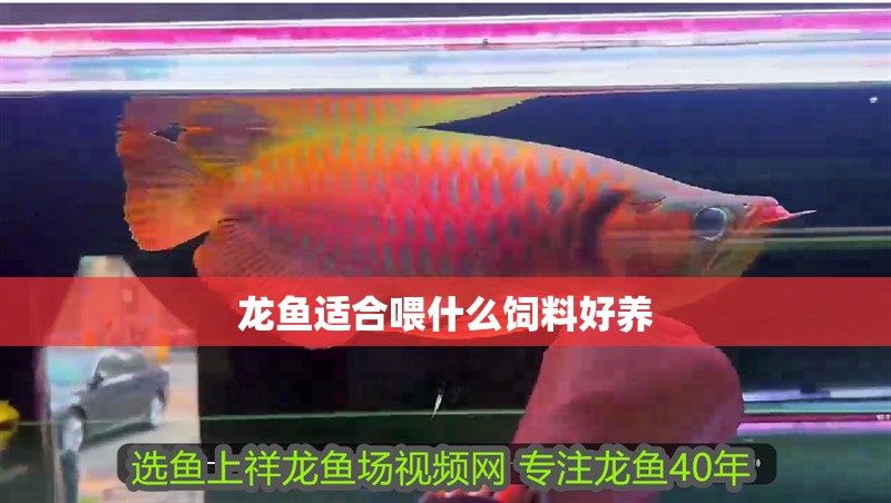 龍魚適合喂什么飼料好養 龍魚百科 龍魚適合喂什么飼料好養 龍魚適合喂什么飼料好養 龍魚百科