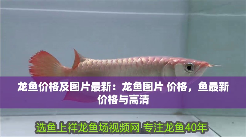 龍魚價格及圖片最新：龍魚圖片 價格，魚最新價格與高清
