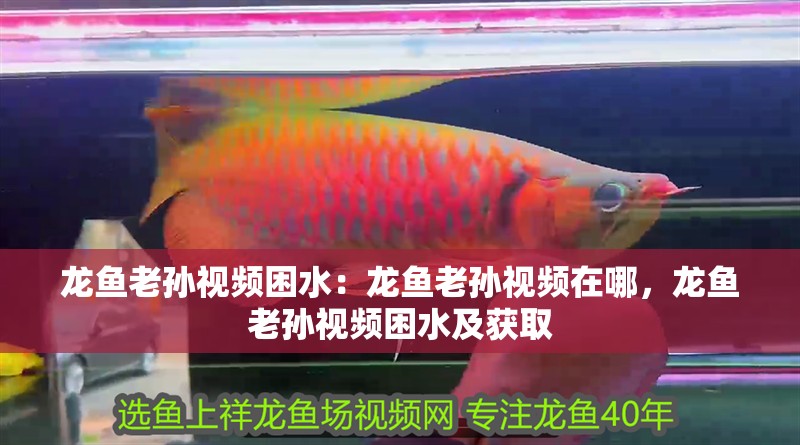 龍魚老孫視頻困水：龍魚老孫視頻在哪，龍魚老孫視頻困水及獲取