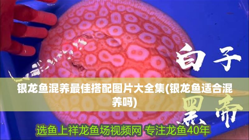 銀龍魚混養(yǎng)最佳搭配圖片大全集(銀龍魚適合混養(yǎng)嗎)