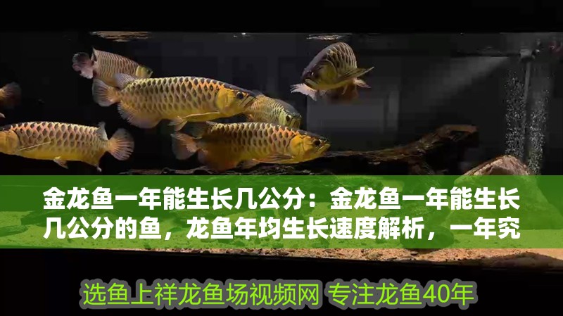 金龍魚一年能生長幾公分：金龍魚一年能生長幾公分的魚，龍魚年均生長速度解析，一年究竟能長幾公分