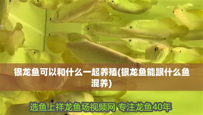 銀龍魚可以和什么一起養殖(銀龍魚能跟什么魚混養)