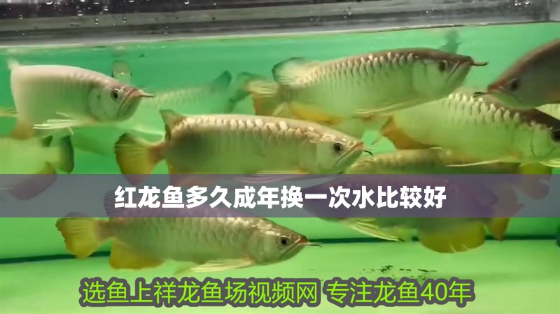 紅龍魚多久成年換一次水比較好