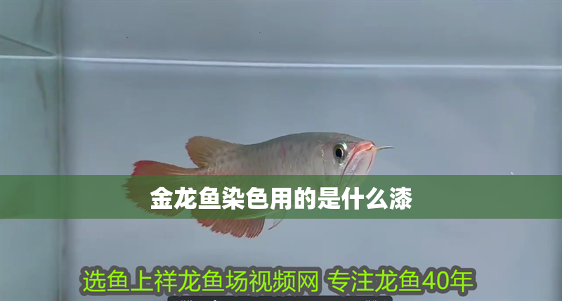 金龍魚(yú)染色用的是什么漆