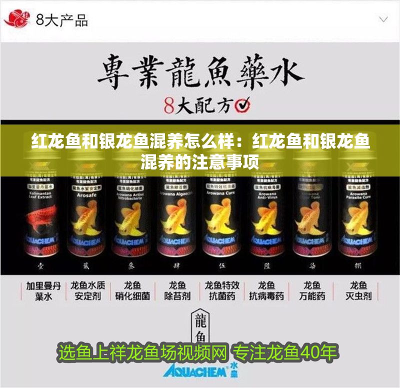 紅龍魚和銀龍魚混養(yǎng)怎么樣：紅龍魚和銀龍魚混養(yǎng)的注意事項