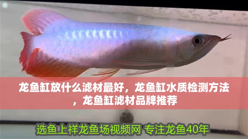 龍魚缸放什么濾材最好，龍魚缸水質(zhì)檢測(cè)方法，龍魚缸濾材品牌推薦
