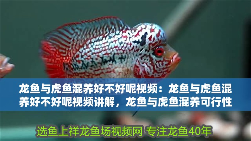 龍魚(yú)與虎魚(yú)混養(yǎng)好不好呢視頻：龍魚(yú)與虎魚(yú)混養(yǎng)好不好呢視頻講解，龍魚(yú)與虎魚(yú)混養(yǎng)可行性全