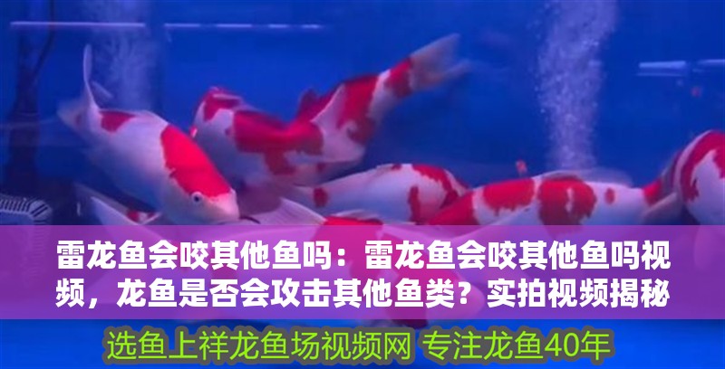 雷龍魚會咬其他魚嗎：雷龍魚會咬其他魚嗎視頻，龍魚是否會攻擊其他魚類？實拍視頻揭秘其捕食