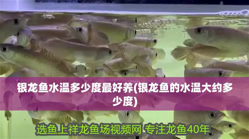 銀龍魚水溫多少度最好養(銀龍魚的水溫大約多少度)