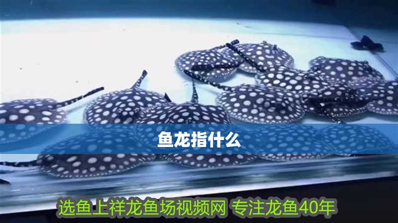 魚龍指什么