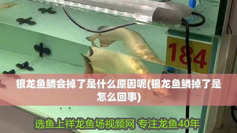 銀龍魚鱗會掉了是什么原因呢(銀龍魚鱗掉了是怎么回事)