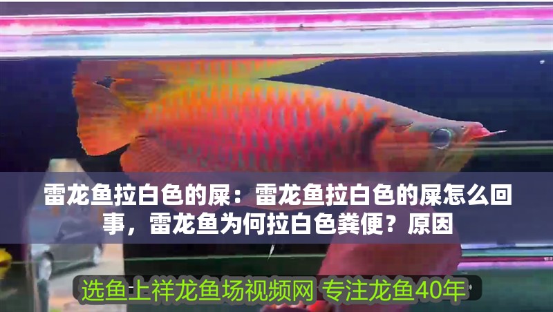 雷龍魚拉白色的屎：雷龍魚拉白色的屎怎么回事，雷龍魚為何拉白色糞便？原因