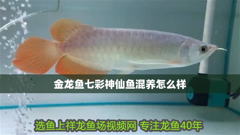 金龍魚七彩神仙魚混養怎么樣