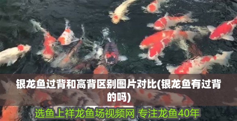 銀龍魚過背和高背區別圖片對比(銀龍魚有過背的嗎)