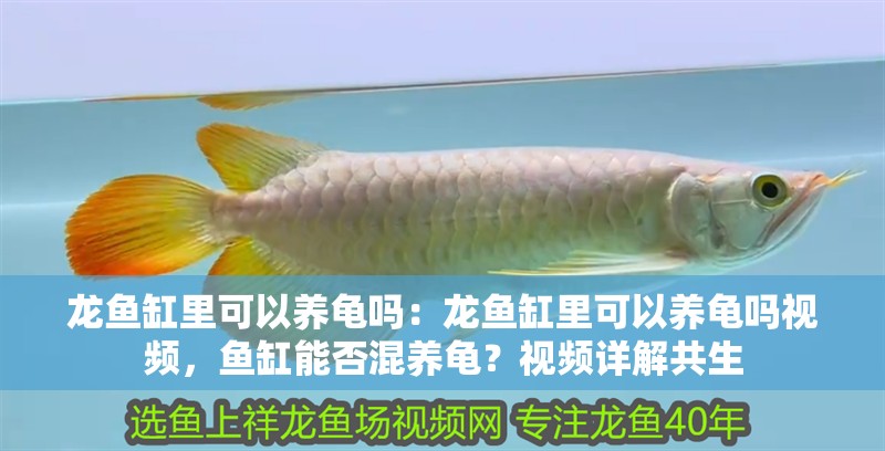龍魚缸里可以養龜嗎：龍魚缸里可以養龜嗎視頻，魚缸能否混養龜？視頻詳解共生 龍魚缸里可以養龜嗎：龍魚缸里可以養龜嗎視頻，魚缸能否混養龜？視頻詳解共生 水族問答