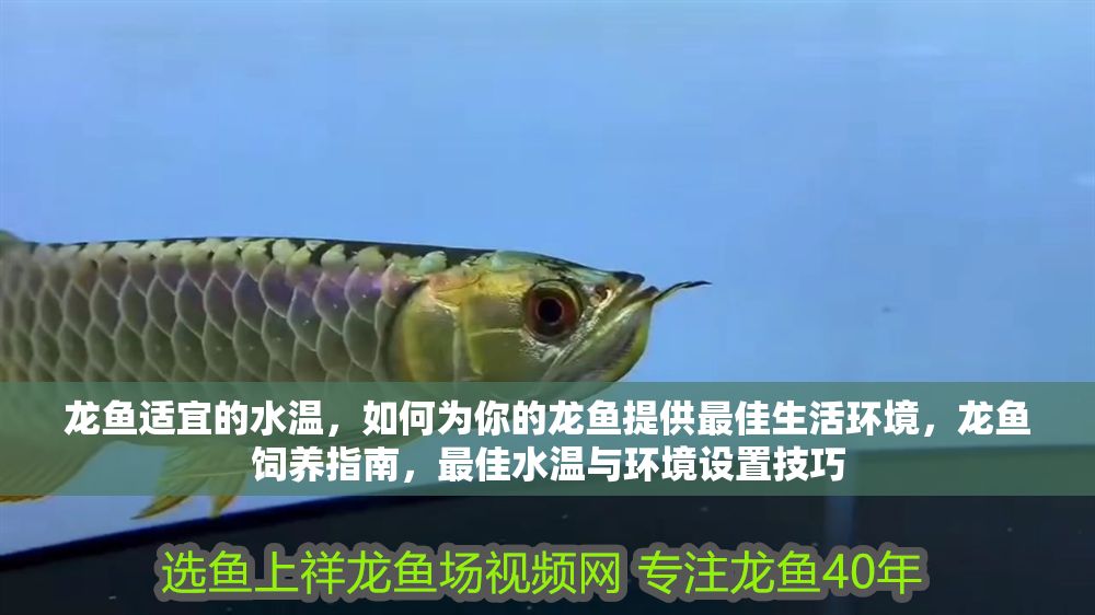龍魚適宜的水溫，如何為你的龍魚提供最佳生活環境，龍魚飼養指南，最佳水溫與環境設置技巧