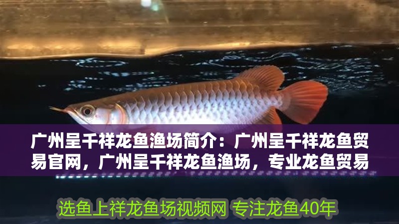 廣州呈千祥龍魚漁場簡介：廣州呈千祥龍魚貿易官網，廣州呈千祥龍魚漁場，專業龍魚貿易官網
