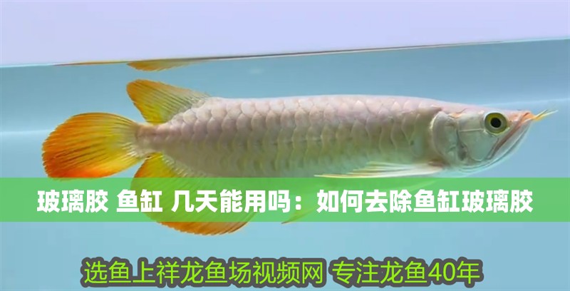 玻璃膠 魚缸 幾天能用嗎：如何去除魚缸玻璃膠