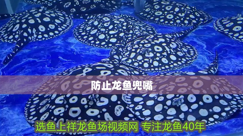 防止龍魚兜嘴