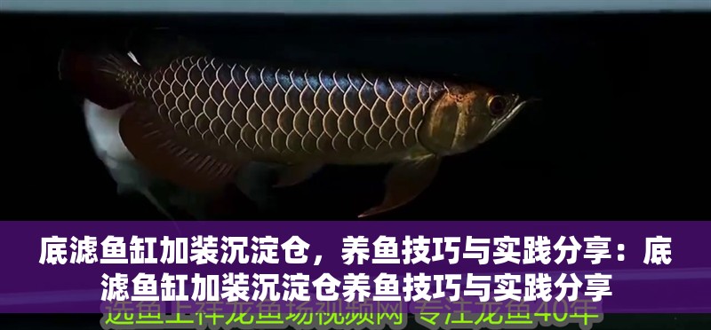 底濾魚缸加裝沉淀倉，養魚技巧與實踐分享：底濾魚缸加裝沉淀倉養魚技巧與實踐分享