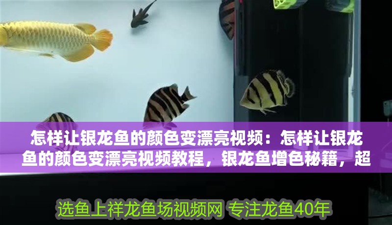 怎樣讓銀龍魚的顏色變漂亮視頻：怎樣讓銀龍魚的顏色變漂亮視頻教程，銀龍魚增色秘籍，超詳細(xì)視頻教程讓愛(ài)魚