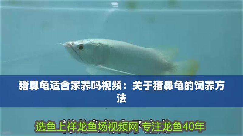 豬鼻龜適合家養嗎視頻：關于豬鼻龜的飼養方法