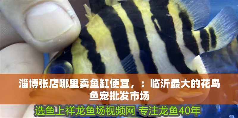 <strong><mark>淄博</mark></strong>張店哪里賣魚缸便宜，：臨沂最大的花鳥魚寵批發(fā)市場