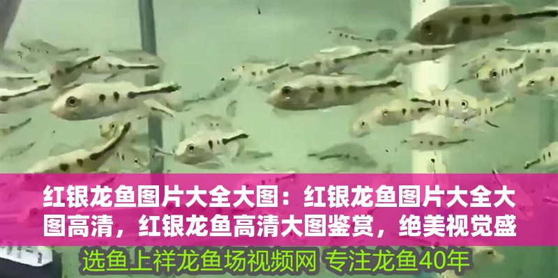 紅銀龍魚圖片大全大圖：紅銀龍魚圖片大全大圖高清，紅銀龍魚高清大圖鑒賞，絕美視覺盛宴