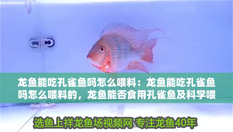 龍魚能吃孔雀魚嗎怎么喂料：龍魚能吃孔雀魚嗎怎么喂料的，龍魚能否食用孔雀魚及科學(xué)喂