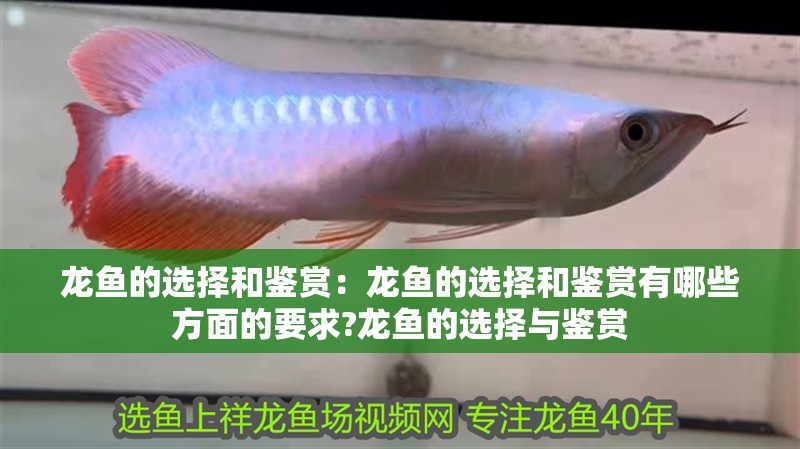 龍魚的選擇和鑒賞：龍魚的選擇和鑒賞有哪些方面的要求?龍魚的選擇與鑒賞