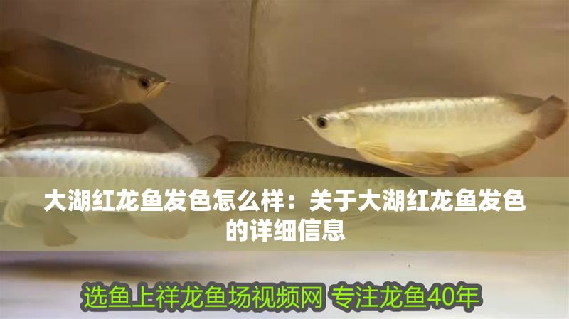 大湖紅龍魚發色怎么樣：關于大湖紅龍魚發色的詳細信息