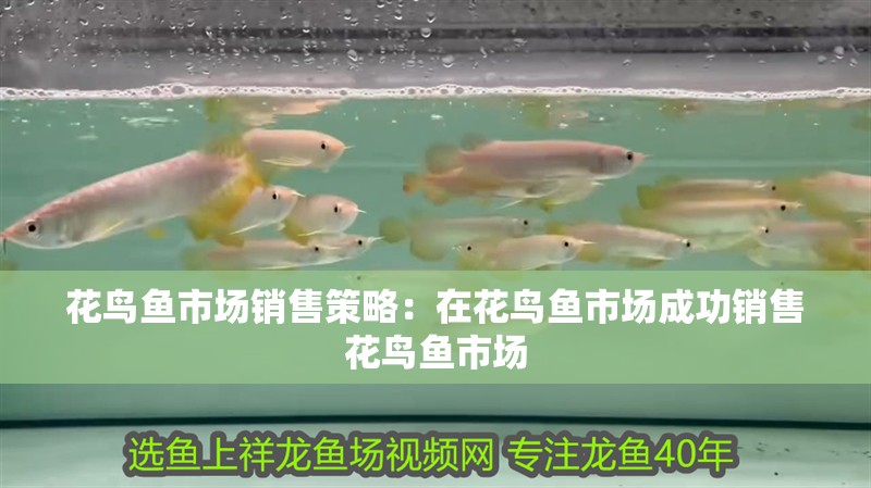 花鳥魚市場銷售策略：在花鳥魚市場成功銷售花鳥魚市場